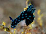 Nembrotha cristata